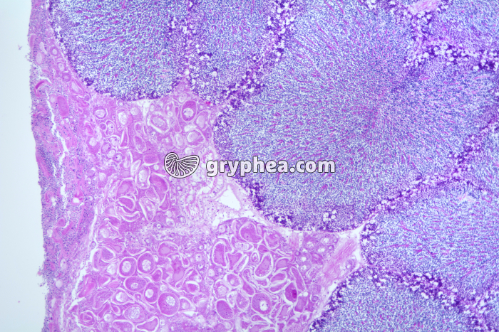 Glande reproductrice de Coquille St-Jacques (Pecten) - gryphea.com